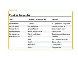 Proteínas Conjugadas
Tipo Grupo(s) Prostético (s) Ejemplo
Lipoproteínas Lípidos β1-Lipoproteína sanguínea
Glicoproteínas Carbohidratos Inmunoglobulina G
Fosfoproteínas grupos Fosfato Caseína de la leche
Hemoproteínas Hemo (ferroporfirina) Hemoglobina
Flavoproteínas Flavín nucleótidos Succinato deshidrogenasa
Metaloproteínas Hierro Ferritina
Zinc Alcohol deshidrogenasa
Calcio Calmodulina
Molibdeno Dinitrogenasa
Cobre Plastocianina
Tabla 5-4
 