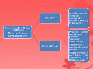 CLASIFICACIÓN DE LAS
PROTEÍNAS
De acuerdo a su
composición en:
SIMPLES
Aquellas que solo
contienen
aminoácidos
(albumina sérica y
la queratina).
CONJUGADAS
Proteína simple
con un grupo no
proteico
“prosteico”
haloproteínas.
Aporoteínas:
carecen del grupo
prostetico.
Glucoproteínas, li
poproteínas, meta
loproteínas y
fosfoproteínas.
 