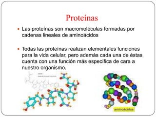 Proteínas
 Las proteínas son macromoléculas formadas por
cadenas lineales de aminoácidos
 Todas las proteínas realizan elementales funciones
para la vida celular, pero además cada una de éstas
cuenta con una función más específica de cara a
nuestro organismo.
 