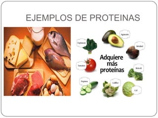 EJEMPLOS DE PROTEINAS
 