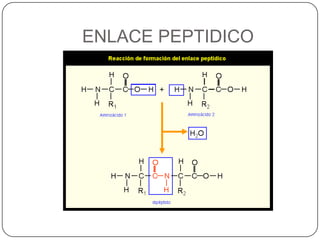 ENLACE PEPTIDICO
 