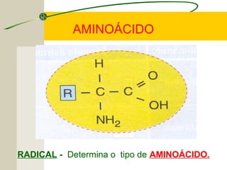 RADICAL - Determina o tipo de AMINOÁCIDO.
AMINOÁCIDO
 