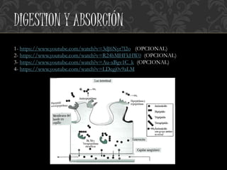 DIGESTION Y ABSORCIÓN
1- https://www.youtube.com/watch?v=3dJ6Nyr7l2o (OPCIONAL)
2- https://www.youtube.com/watch?v=R24hMHFkHW0 (OPCIONAL)
3- https://www.youtube.com/watch?v=Au-xBgv1C_k (OPCIONAL)
4- https://www.youtube.com/watch?v=LDegj0v9aLM
 