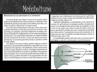 Metabolismo
 