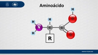 Aminoácido
 