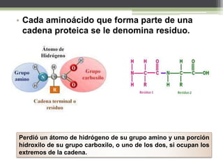 • Cada aminoácido que forma parte de una
cadena proteica se le denomina residuo.
Perdió un átomo de hidrógeno de su grupo amino y una porción
hidroxilo de su grupo carboxilo, o uno de los dos, si ocupan los
extremos de la cadena.
 