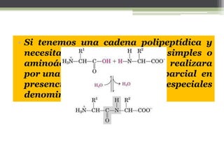 • Si tenemos una cadena polipeptídica y
necesitamos formar péptidos simples o
aminoácidos individuales se realizara
por una reacción de hidrólisis parcial en
presencia de enzimas especiales
denominadas proteasas.
 