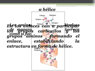 • Los aminoácidos van enrollándose
de manera helicoidal, se tuercen
como si fuera un espiral.
En los enlaces van a participar
los grupos carboxilos y los
grupos aminos formando el
enlace, estabilizando la
estructura en forma de hélice.
α hélice
 