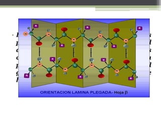 • En este tipo de conformación, quienes
participan en la estabilidad
directamente en la unión entre las
cadenas de los aminoácidos de la
proteína van a ser el grupo amino y el
grupo carboxilo por medio de puentes de
hidrógeno.
 
