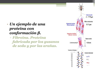 • Un ejemplo de una
proteína con
conformación β.
▫ Fibroína. Proteína
fabricada por los gusanos
de seda y por las arañas.
 