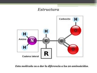 Estructura
Esta molécula va a dar la diferencia a los 20 aminoácidos.
 