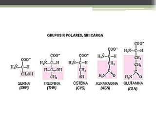 • Los polímeros formados por uniones de esos
aminoácidos reciben nombres particulares
dependiendo el numero de aminoácidos...
