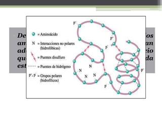 • Esta estructura globular se mantiene
estable por la presencia de enlaces entre
los radicales R o cadena lateral de los
a...