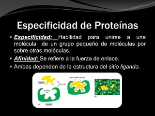 Especificidad de Proteínas
 Especificidad: Habilidad para unirse a una
molécula de un grupo pequeño de moléculas por
sobre otras moléculas.
 Afinidad: Se refiere a la fuerza de enlace.
 Ambas dependen de la estructura del sitio ligando.
 