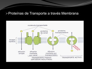 Proteínas de Transporte a través Membrana
 