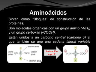 Aminoácidos
Sirven como “Bloques” de construcción de las
proteínas.
Son moléculas orgánicas con un grupo amino (-NH2)
y un grupo carboxilo (-COOH).
Están unidos a un carbono central (carbono α) al
que también se une una cadena lateral variable
(radical).
Ionización
a pH 7
 
