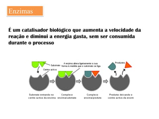 Enzimas

É um catalisador biológico que aumenta a velocidade da
reação e diminui a energia gasta, sem ser consumida
durante o processo
 