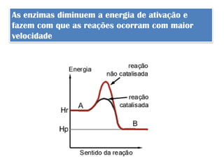 As enzimas diminuem a energia de ativação e
fazem com que as reações ocorram com maior
velocidade
 