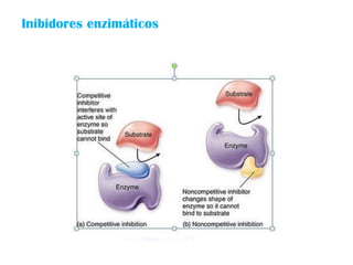 Inibidores enzimáticos
 