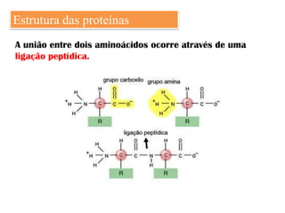 Estrutura das proteínas
A união entre dois aminoácidos ocorre através de uma
ligação peptídica.
 
