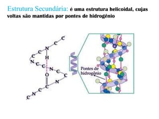 Estrutura Secundária: é uma estrutura helicoidal, cujas
voltas são mantidas por pontes de hidrogênio
 