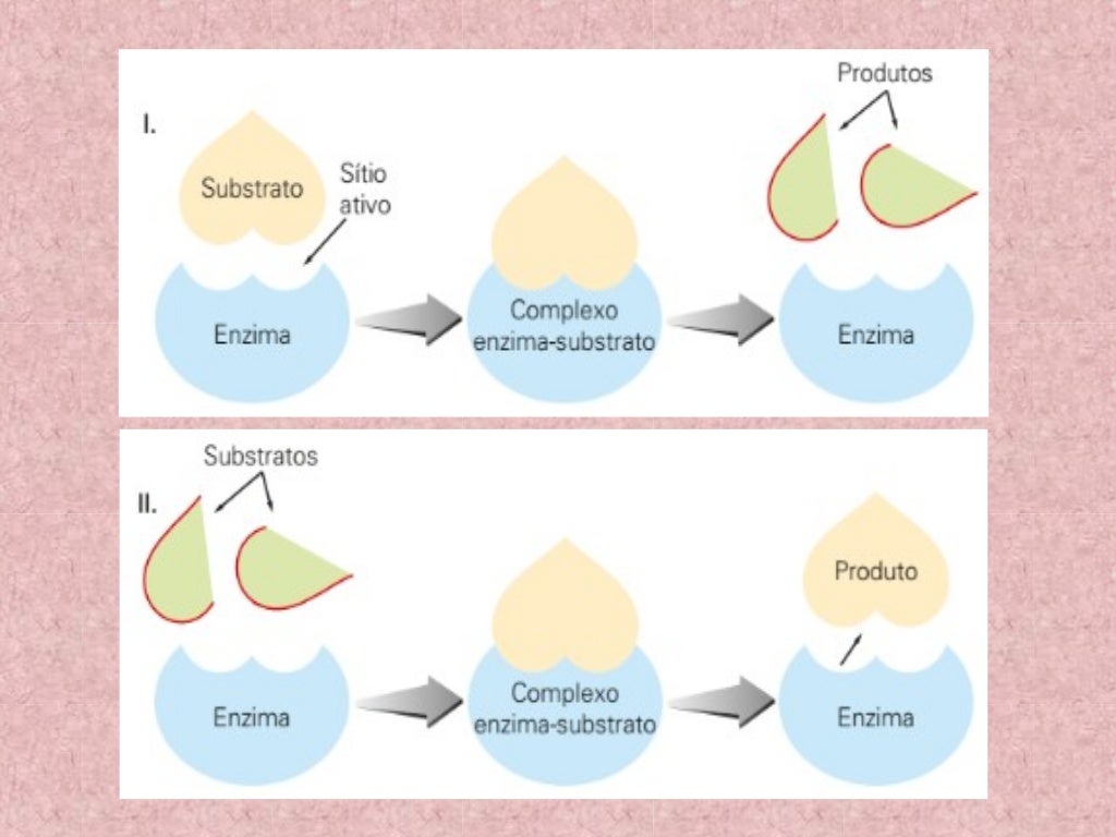 Proteínas Enzimas