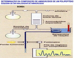 DETERMINAÇÃO DA COMPOSIÇÃO DE AMINOÁCIDOS DE UM POLIPEPTÍDIO ESQUEMA DE UM ANALISADOR DE AMINOÁCIDOS BOMBA  