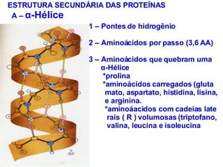 ESTRUTURA SECUNDÁRIA DAS PROTEÍNAS A –  α -Hélice 1 – Pontes de hidrogênio 2 – Aminoácidos por passo (3,6 AA) 3 – Aminoácidos que quebram uma α -Hélice *prolina *aminoácidos carregados (gluta mato, aspartato, histidina, lisina, e arginina. *aminoáacidos com cadeias late rais ( R ) volumosas (triptofano, valina, leucina e isoleucina  