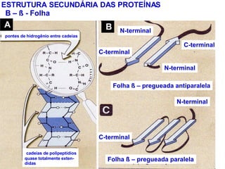 ESTRUTURA SECUNDÁRIA DAS PROTEÍNAS B –  ß - Folha pontes de hidrogênio entre cadeias cadeias de polipeptídios quase totalmente exten- didas B A N-terminal C-terminal C-terminal N-terminal Folha  ß – pregueada antiparalela N-terminal C-terminal Folha  ß – pregueada paralela 