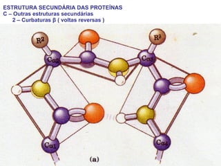 ESTRUTURA SECUNDÁRIA DAS PROTEÍNAS C – Outras estruturas secundárias 2 – Curbaturas  β  ( voltas reversas )   