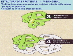 ESTRUTURA DAS PROTEINAS – I – VISÃO GERAL *Os 20 aminoácidos encontrados nas proteínas naturais, estão unidos por ligações peptídicas. *Possuem 03 e 04 níveis organizacionais . 