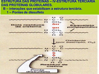 ESTRUTURA DAS PROTEÍNAS – IV-ESTRUTURA TERCIÁRIA DAS PROTEÍNAS GLOBULARES. B – interações que estabilizam a estrutura terciária. 1 – Pontes de dissulfeto 
