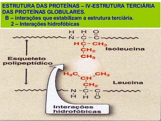 ESTRUTURA DAS PROTEÍNAS – IV-ESTRUTURA TERCIÁRIA DAS PROTEÍNAS GLOBULARES. B – interações que estabilizam a estrutura terciária. 2 – Interações hidrofóbicas  