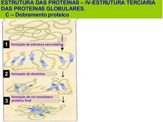 ESTRUTURA DAS PROTEÍNAS – IV-ESTRUTURA TERCIÁRIA DAS PROTEÍNAS GLOBULARES. C – Dobramento proteíco formação de estrutura secundárias 3 1 formação de domínios  2 formação de um monômero  proteíco final  