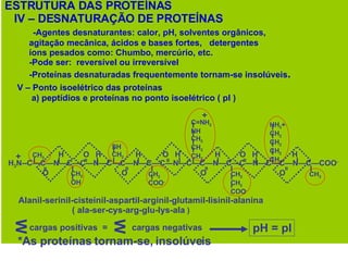 ESTRUTURA DAS PROTEÍNAS IV – DESNATURAÇÃO DE PROTEÍNAS -Agentes desnaturantes: calor, pH, solventes orgânicos, agitação mecânica, ácidos e bases fortes,  detergentes íons pesados como: Chumbo, mercúrio, etc. -Pode ser:  reversível ou irreversível -Proteínas desnaturadas frequentemente tornam-se insolúveis .  V – Ponto isoelétrico das proteínas a) peptídios e proteínas no ponto isoelétrico ( pI ) Alanil-serinil-cisteinil-aspartil-arginil-glutamil-lisinil-alanina ( ala-ser-cys-arg-glu-lys-ala  ) W cargas positivas  =  cargas negativas  + W pH = pI *As proteínas tornam-se, insolúveis  H  O  H  H  O  H  H  O  H  H  H 3 N--C—C—N—C—C—N—C—C—N—C—C—N—C—C—N—C—C—N—C—C—N—C—COO - O  O  O  O  = = = = = = = CH 3 CH 2 OH CH 2 CH 2 COO - SH CH 2 HH 3 + CH 2 CH 2 CH 2 CH 2 CH 2 COO - CH 3 C=NH 2 NH CH 2 CH 2 CH 2 + 