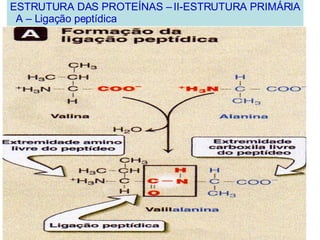 ESTRUTURA DAS PROTEÍNAS – II-ESTRUTURA PRIMÁRIA A – Ligação peptídica 