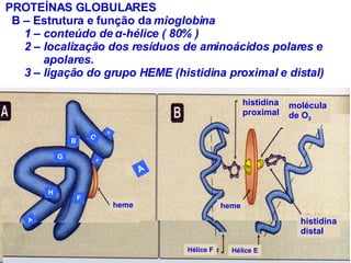 PROTEÍNAS GLOBULARES B – Estrutura e função da  mioglobina 1 – conteúdo de  α -hélice ( 80% ) 2 – localização dos resíduos de aminoácidos polares e  apolares. 3 – ligação do grupo HEME (histidina proximal e distal) histidina proximal molécula de O 2 histidina distal heme Hélice E Hélice F heme A B C D F H G E A 
