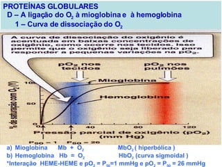 PROTEÍNAS GLOBULARES D – A ligação do O 2  à mioglobina e  à hemoglobina 1 – Curva de dissociação do O 2 Mioglobina  Mb  +  O 2   MbO 2  ( hiperbólica ) Hemoglobina  Hb  =  O 2   HbO 2  (curva sigmoidal ) *Interação  HEME-HEME e pO 2  = P 50 =1 mmHg e pO 2  = P 50  = 26 mmHg 
