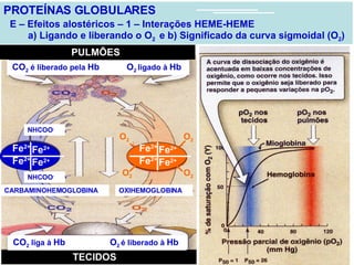PROTEÍNAS GLOBULARES E – Efeitos alostéricos – 1 – Interações HEME-HEME a) Ligando e liberando o O 2  e b) Significado da curva sigmoidal (O 2 )  CO 2  é  liberado pela  Hb  O 2  é ligado à  Hb  CO 2  liga à  Hb  O 2  é liberado pela  Hb   NNCOO - NNCOO - Fe 2+ Fe 2+ Fe 2+ Fe 2+ PULMÕES  TECIDOS  Fe 2+ Fe 2+ Fe 2+ Fe 2+ Fe 2+ Fe 2+ Fe 2+ Fe 2+ CARBAMINOHEMOGLOBINA  OXIHEMOGLOBINA  NHCOO -   NHCOO -   O 2 O 2 O 2 O 2 CO 2  é liberado pela  Hb  O 2  ligado à  Hb   CO 2  liga à  Hb  O 2  é liberado à  Hb   
