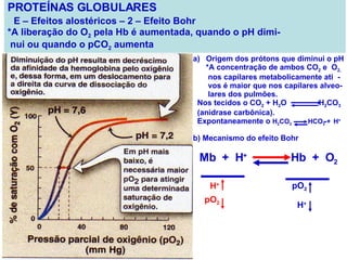 PROTEÍNAS GLOBULARES E – Efeitos alostéricos – 2 – Efeito Bohr *A liberação do O 2  pela Hb é aumentada, quando o pH dimi-  nui ou quando o pCO 2  aumenta Origem dos prótons que diminui o pH *A concentração de ambos CO 2  e  O 2, nos capilares metabolicamente ati  - vos é maior que nos capilares alveo- lares dos pulmões. Nos tecidos o CO 2  + H 2 O  H 2 CO 3 (anidrase carbônica). Expontaneamente o  H 2 CO 3  HCO 3  +  H + b) Mecanismo do efeito Bohr Mb  +  H +   Hb  +  O 2   H + pO 2 H + pO 2 