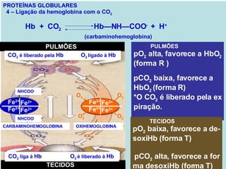 PROTEÍNAS GLOBULARES 4 – Ligação da hemoglobina com o CO 2 Hb  +  CO 2   Hb—NH—COO -  +  H +   (carbaminohemoglobina) PULMÕES  pO 2  alta, favorece a HbO 2 (forma R ) pCO 2  baixa, favorece a  HbO 2  (forma R) *O CO 2  é liberado pela ex piração. TECIDOS  pO 2  baixa, favorece a de- soxiHb (forma T)  pCO 2  alta, favorece a for ma desoxiHb (forma T) CO 2  é  liberado pela  Hb  O 2  é ligado à  Hb  CO 2  liga à  Hb  O 2  é liberado pela  Hb   NNCOO - NNCOO - Fe 2+ Fe 2+ Fe 2+ Fe 2+ PULMÕES  TECIDOS  Fe 2+ Fe 2+ Fe 2+ Fe 2+ Fe 2+ Fe 2+ Fe 2+ Fe 2+ CARBAMINOHEMOGLOBINA  OXIHEMOGLOBINA  NHCOO -   NHCOO -   O 2 O 2 O 2 O 2 CO 2  é liberado pela  Hb  O 2  ligado à  Hb   CO 2  liga à  Hb  O 2  é liberado à  Hb   