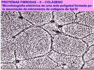 PROTEÍNAS FIBROSAS – II – COLÁGENO *Microfotografia eletrônica de uma rede poligobal formada pe- la associação de mônomeros de colágeno do tipi IV  