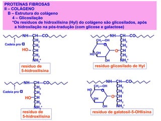 PROTEÍNAS FIBROSAS II – COLÁGENO  B – Estrutura do colágeno 4 – Glicosilação *Os resíduos de hidroxilisina (Hyl) do colágeno são glicosilados, após a hidroxilação na pós-tradução (com glicose e galactose) NH—CH—CO CH 2 CH 2 CH CH 2 NH 3 + HO NH—CH—CO CH 2 CH 2 CH CH 2 NH 3 + NH—CH—CO CH 2 CH 2 CH CH 2 NH 3 + O CH 2 —OH  OH  OH  NH—CH—CO CH 2 CH 2 CH CH 2 NH 3 + O CH 2 —OH  OH  OH  HO O HO  HO   resíduo glicosilado de Hyl resíduo de galatosil-5-OHlisina resíduo de 5-hidroxilisina resíduo de 5-hidroxilisina Cadeia pro  α Cadeia pro  α O 