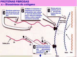 PROTEÍNAS FIBROSAS c – Biossíntese do colágeno Resídups seleciona dos de prolina e de lisina são hidroxila dos  O RNAm é traduzido no citoplasma em pre-pro- polipeptídio das cadeias α  , que são deslocadas para o retículo endoplas mático, onde a sequên- cia-sinal é removida Genes para as cadeias pró- α 1 e  pró- α 2 são transcritos em RNAm Resíduos seleciona dos de hidroxilisina são  glicosilados  com glicose (  ) e galactose (  ) 