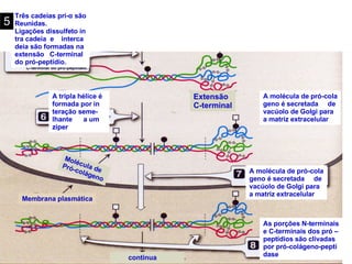 Três cadeias prí- α  são Reunidas. Ligações dissulfeto in tra cadeia  e  interca deia são formadas na extensão  C-terminal do pró-peptídio.  5 A molécula de pró-cola geno é secretada  de vacúolo de Golgi para a matriz extracelular A tripla hélice é  formada por in teração seme- lhante  a um  ziper A molécula de pró-cola geno é secretada  de vacúolo de Golgi para a matriz extracelular As porções N-terminais e C-terminais dos pró – peptídios são clivadas por pró-colágeno-pepti dase Extensão C-terminal Molécula de  Pró-colágeno continua  Membrana plasmática 