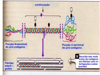 continuação  Porção C-terminal do pró-colégeno Porção N-terminal do pró-colégeno Fibrilas Interli – gadas Reunião das molé culas de colágeno em fibrilas com in- terligações subse quentes 9 