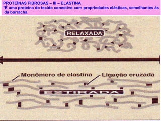 PROTEÍNAS FIBROSAS – III – ELASTINA *É uma proteína do tecido conectivo com propriedades elásticas, semelhantes às da borracha. 