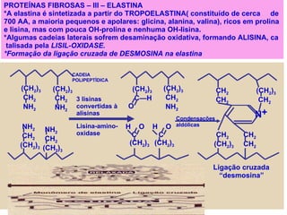 PROTEÍNAS FIBROSAS – III – ELASTINA  *A elastina é sintetizada a partir do TROPOELASTINA( constituído de cerca  de  700 AA, a maioria pequenos e apolares: glicina, alanina, valina), ricos em prolina e lisina, mas com pouca OH-prolina e nenhuma OH-lisina. *Algumas cadeias laterais sofrem desaminação oxidativa, formando ALISINA, ca talisada pela  LISIL-OXIDASE. *Formação da ligação cruzada de DESMOSINA na elastina (CH 2 ) 3 CH 2 NH 2 (CH 2 ) 3 CH 2 NH 2 NH 2 CH 2 (CH 2 ) 3 NH 2 CH 2 (CH 2 ) 3 H  O C  (CH 2 ) 3 H  O C  (CH 2 ) 3 CH 2 CH 2   (CH 2 ) 3 CH 2 CH 2   CH 2 CH 2   (CH 2 ) 3 N + 3 lisinas convertidas à  alisinas Lisina-amino- oxidase Condensações aldólicas Ligação cruzada “ desmosina” CADEIA  POLIPEPTÍDICA (CH 2 ) 3 C—H  O (CH 2 ) 3 CH 2 NH 2 