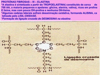 PROTEÍNAS FIBROSAS – III – ELASTINA  *A elastina é sintetizada a partir do TROPOELASTINA( constituído de cerca  de  700 AA, a maioria pequenos e apolares: glicina, alanina, valina), ricos em prolina E lisina, mas com pouca OH-prolina e nenhuma OH-lisina. *Algumas cadeias laterais sofrem desaminação oxidativa, formando ALISINA, ca talisada pela  LISIL-OXIDASE. *Formação da ligação cruzada de DESMOSINA na elastina 