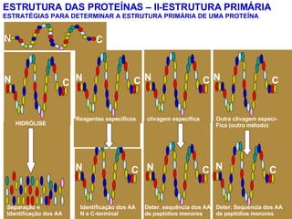 ESTRUTURA DAS PROTEÍNAS – II-ESTRUTURA PRIMÁRIA ESTRATÉGIAS PARA DETERMINAR A ESTRUTURA PRIMÁRIA DE UMA PROTEÍNA N C HIDRÓLISE N N N N Separação e Identificação dos AA Reagentes específicos Identificação dos AA N e C-terminal clivagem específica Deter. sequência dos AA de peptídios menores Outra clivagem especí- Fica (outro método) Deter. Sequência dos AA de peptídios menores N C N C N C N C C C C 